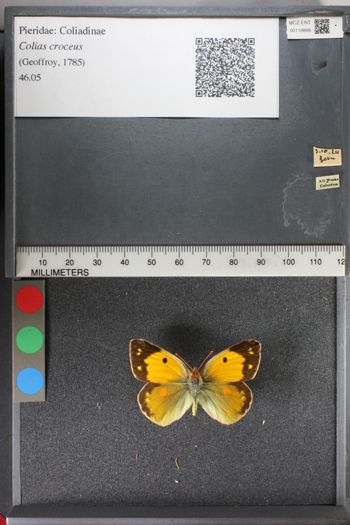 Media type: image;   Entomology 118888
